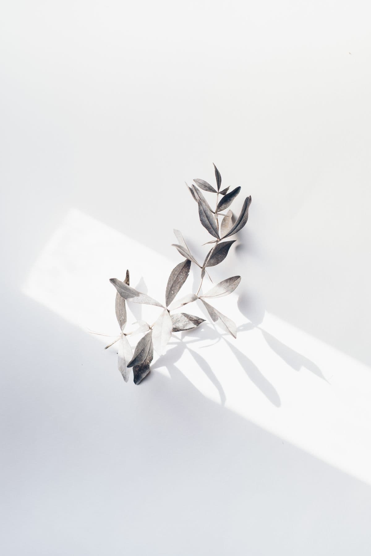 Sculptural pale leaves casting soft shadows